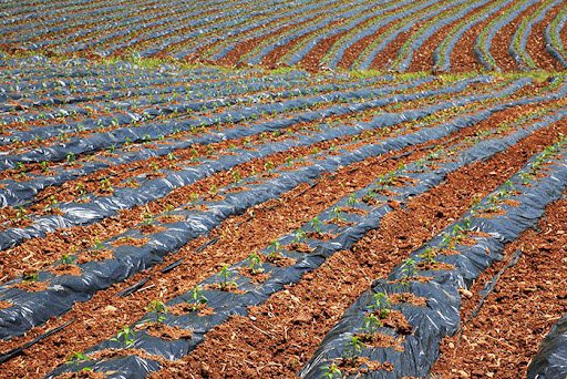 Fully Compostable Mulching Film 5 Fully Compostable Mulching Film 5
