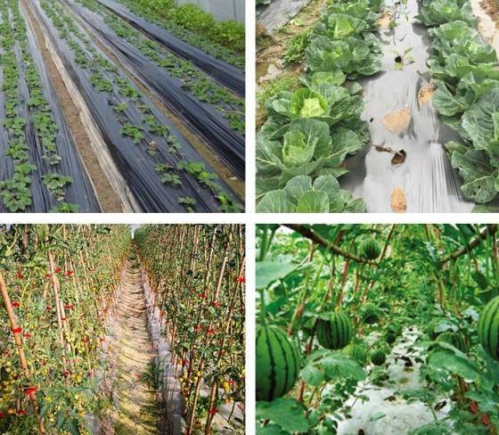 Fully Compostable Mulching Film -3 Fully Compostable Mulching Film -3