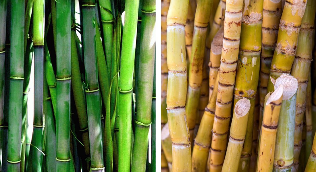 sugarcane bagasse price per kg sugarcane bagasse price per kg