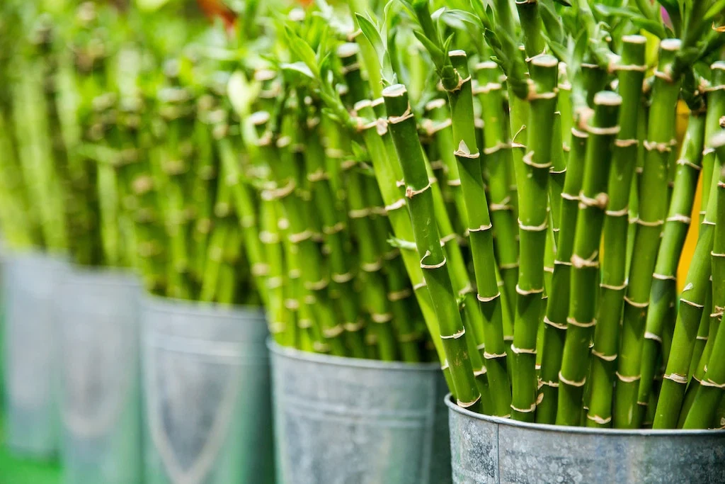 custom bamboo straws custom bamboo straws