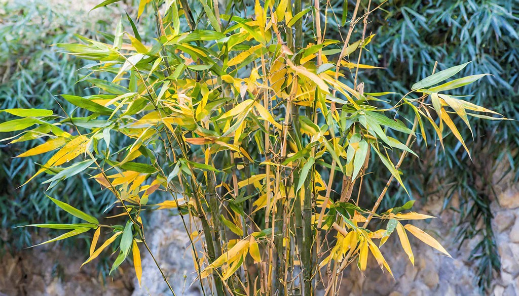 Bamboo-plant-with-yellowing-of-leaves Bamboo-plant-with-yellowing-of-leaves