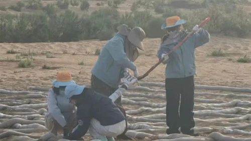 Reported By People's Daily: Polylactic Acid Sandbags Aid The Using Sand To Co...