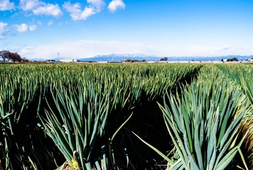 Bio-based Plastic Produced From Discarded Scallion Leaves (55% Content)