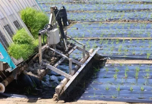 Successful Application Of Sinopec’s PBST Fully Biodegradable Agricultural Mul...